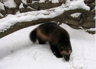 US says climate change threatens wolverines with extinction